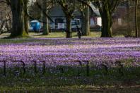 Produktbild zu: Husumer Krokusblüte Bild 022