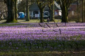 Produktbild zu: Husumer Krokusblüte Bild 022