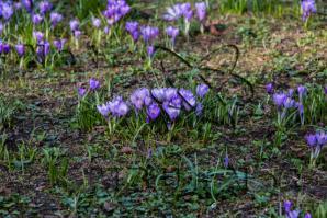 Produktbild zu: Husumer Krokusblüte Bild 014