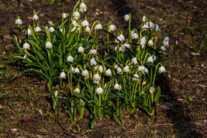 Produktbild zu: Husumer Krokusblüte Bild 012