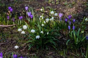 Produktbild zu: Husumer Krokusblüte Bild 013