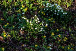 Produktbild zu: Husumer Krokusblüte Bild 011