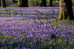 Produktbild zu: Husumer Krokusblüte Bild 002